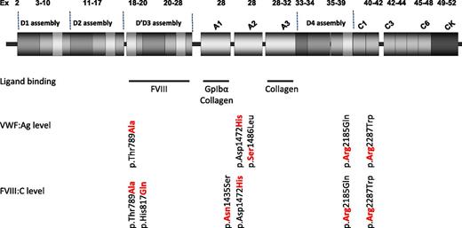 VWF alleles with an independent effect on VWF and FVIII levels. Independent effect on levels was evaluated by Johnsen et al by performing a multivariable regression model adjusted for age, sex, genetic ancestry, and the remaining missense variants.1 Updated structure of VWF (Zhou YF, Eng ET, Zhu J, Lu C, Walz T, Springer TA. Sequence and structure relationships within VWF. Blood. 2012;120(2):449-458) showing ligand-binding regions for FVIII, GpIbα and collagen are indicated by blue bars. Amino acid residues shown in bold red text are associated with higher VWF or FVIII levels. Ex, exon.