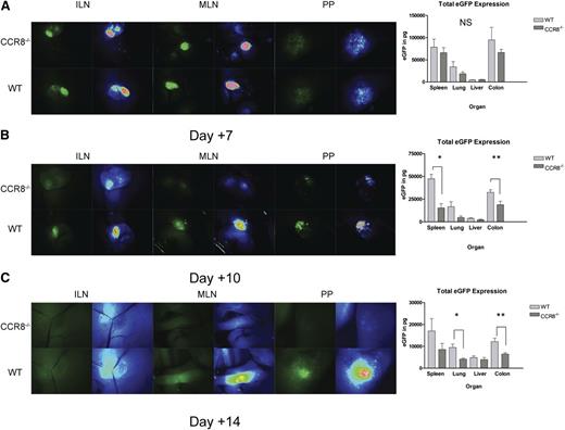 Figure 3. Decreased accumulation of CCR8 −/− Tregs after transplant day +7. (A-C). B6D2 recipients were lethally irradiated on day –1 and then administered 3 × 106 TCD BM cells from WT eGFP– B6 donors plus 1 × 106 column-purified CD4+CD25+ Tregs from WT eGFP+ B6 or CCR8−/− eGFP+ B6 mice on day 0. Then 4 × 106 CD25-depleted eGFP– Tcons from WT B6 donors were administered on day +2. Recipient animals were anesthetized on transplant days +7 (A), +10 (B), or +14 (C), and lymphoid organs imaged by fluorescence stereomicroscopy. Total eGFP levels were then quantified in these sites using an eGFP ELISA kit. (A) n = 4 recipients per group. (B) n = 5 recipients per group. *P = .008 for total eGFP comparison between WT and CCR8−/− Treg recipients by the Mann-Whitney test. **P = .032. (C) n = 8 WT Treg and 5 CCR8−/− Treg recipients. *P = .019; **P = .011.