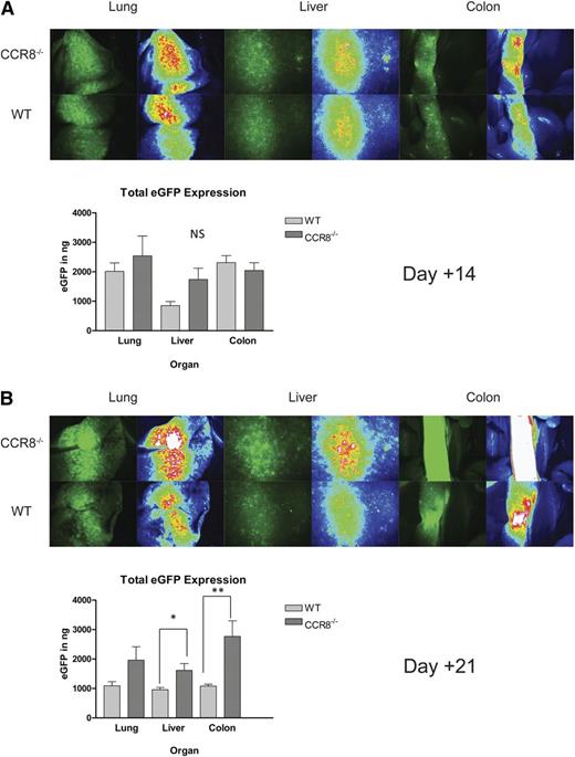 Figure 4. Increased donor Tcon accumulation within host tissues in recipients of CCR8 −/− Tregs. (A-B) B6D2 recipients were lethally irradiated on day −1 and then administered 3 × 106 TCD BM cells from WT B6 donors plus 1 × 106 column-purified CD4+CD25+ Tregs from WT eGFP– B6 or CCR8−/− eGFP– B6 mice on day 0. Then 4 × 106 CD25-depleted eGFP+ Tcons from WT B6 donors were administered on day +2. Recipient animals were anesthetized on transplant days +14 (A) and day +21 (B), and their organs imaged by fluorescence stereomicroscopy. Total eGFP levels were then quantified in these sites using an eGFP ELISA kit. (A) n = 4 recipients per group. (B) n = 5 recipients per group. *P = .032 for total eGFP comparison between WT and CCR8−/− Treg recipients by the Mann-Whitney test. **P = .016.