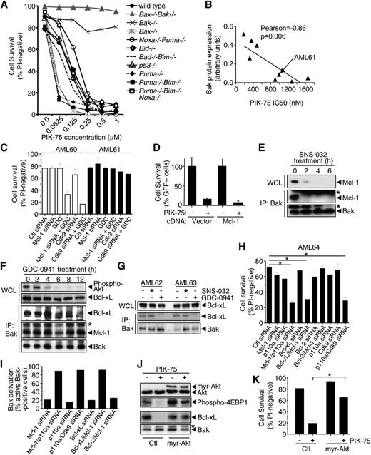 Figure 5. PIK-75 disrupts the interaction of Bak with the prosurvival proteins, Mcl-1 and Bcl-xL, to induce apoptosis via a Bak-dependent mechanism. (A) The ability of PIK-75 to promote cell death was assessed in hemopoietic FDM cell lines derived from wt mice or mice lacking proapoptotic members of the Bcl-2 family: Bid−/−, Puma−/−, Bad−/−Bim−/−, Puma−/−Bim−/−, Noxa−/−Puma−/−, Noxa−/−Puma−/−Bim−/−, Bak−/−, Bax−/−, Bax−/−Bak−/−, and p53−/−. FDM lines were plated in 0.25 ng/mL mIL-3 and cultured for 24 hours in the presence of PIK-75 and cell survival measured by flow cytometric enumeration of PI-negative cells. (B) The IC50 for PIK-75 for 8 primary human AML samples was determined as in Figure 1D and plotted against Bak protein expression levels as determined by western blotting and laser densitometry quantification. Regression analysis was performed (R2 = 0.74) and a Pearson linear correlation coefficient was calculated (r = −0.86), indicating a strong inverse linear relationship between Bak expression and PIK-75 IC50 (P = .006 for a non-zero slope). (C) Primary AML blasts were transfected with 100 nM of the indicated siRNAs and/or treated with 1 μM of either GDC-0941 (GDC) or A66 and cell survival was measured at 48 hours. (D) MV4;11 cells were transfected with constructs for the expression of eGFP and either an empty vector or Mcl-1. After 24 hours, cells were treated with 50 nM PIK-75 and live GFP+ cells were counted using Flow-Count Fluorospheres by flow cytometry at 48 hours. (E-F) MV4;11 cells were treated with either (E) 100 nM SNS-032 or (F) 1 μM GDC-0941 for the indicated times following which cell lysates were subjected to immunoprecipitation (IP) using anti-Bak antibodies followed by immunoblotting with the indicated antibodies. Whole cell lysates (WCLs) were also immunoblotted as indicated. The asterisks indicate cross-reactivity of the IP IgG light chain with detection antibodies used in the western blots. (G) Primary human AML blasts were treated for 6 hours with either 100 nM SNS-032 or 1 μM GDC-0941 following which cell lysates were immunoprecipitated using anti-Bak antibodies and immunoblotted with the indicated antibodies. (H) Primary AML blasts were transfected with either a single targeting siRNA (50 nM targeting siRNA plus 50 nM control siRNA) or with 2 targeting siRNAs (50 nM of each targeting siRNA) and cell survival was measured at 72 hours. (I) Primary AML blasts were transfected with siRNAs as in (H) and Bak activation was measured by intracellular staining with anti-Bak antibodies (Ab-1) and flow cytometry (see supplemental Methods) at 48 hours. (J) MV4;11 cells were transfected with constructs for the expression of eGFP and either empty vector (Ctl) or human myr-Akt. After 24 hours, cells were either nontreated (-) or treated (+) with 50 nM of PIK-75 for 6 hours following which cell lysates were subjected to IP (bottom 2 panels) and immunoblotting with the indicated antibodies. WCLs (top 2 panels) were also immunoblotted as indicated. (K) MV4;11 cells transfected as in panel (J) were incubated in the absence (-) or presence (+) of PIK-75 and cell survival was examined after 48 hours. Results are typical of at least 2 experiments. Error bars represent standard deviations with asterisks indicating P < .05.