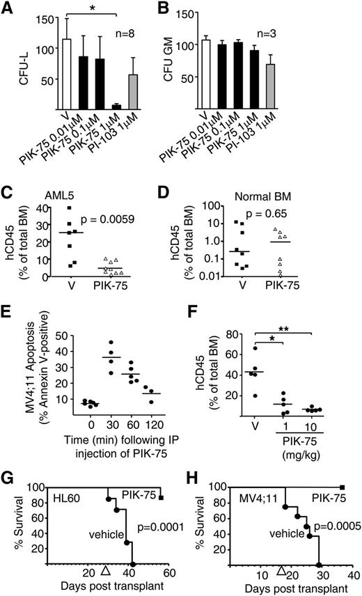 Figure 6. In vivo therapeutic efficacy and selectivity of PIK-75 toward human AML in a mouse xenograft model. (A) AML blasts (n = 8 patient samples) or (B) BM cells from normal donors (n = 3) were plated in methyl cellulose in the indicated concentrations of vehicle (V), PIK-75, or PI-103 and CFU-L) or CFU-GM colonies were counted using an inverted microscope. *P < .0001 with error bars representing standard errors. (C) Primary AML blasts or (D) nontransformed BM from normal donors were incubated in vehicle (V), 1 μM PIK-75 (Δ), or DMSO (▪) for 3 hours, washed, and then engrafted into NOD-SCID mice. Engraftment was quantified after 4 to 6 weeks by assessing the percentage of hCD45+ cells in the BM of recipient mice. Each symbol represents the percentage hCD45+ cells observed in a separate mouse. (E) Mice were injected IP with 10 mg/kg of PIK-75 and then sacrificed at the indicated time points, with peripheral blood being collected by cardiac puncture. The peripheral blood was then diluted 1:2 with RPMI/1% FCS and incubated with MV4;11 cells for 24 hours following which apoptosis was quantified by annexin V staining. Each dot represents the observed apoptosis of MV4;11 cells following incubation with a peripheral blood sample collected from a separate mouse, with the horizontal line representing the mean. (F) NOD-SCID mice were engrafted with HL-60 cells and after disease was established (2 weeks), mice were injected IP with either vehicle (V) or PIK-75 for 3 days following which engraftment was quantified by assessing the percentage hCD45+ cells in the BM of recipient mice. Each symbol represents the percentage hCD45+ cells observed in a separate mouse (*P < .05; **P < .01). NOD/SCID/IL2rγnull mice were engrafted with (G) HL-60 cells or (H) MV4;11 cells and after disease was established (arrow), mice were injected IP 5 times/week with 1 mg/kg PIK-75. P values were calculated using the log-rank Mantel-Cox test.