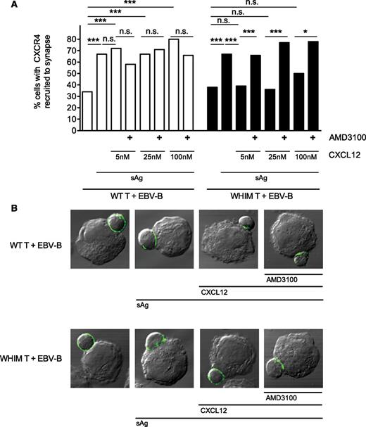 Figure 4. WHIM-mutant CXCR4 recruitment to the T-APC synapse is impaired by competing external CXCL12 and restored by AMD3100. (A) Primary CD4+ T cells from healthy donor peripheral blood transfected with EGFP-CXCR4 (WT) or EGFP-CXCR4 (WHIM)–formed conjugates for 15′ with unpulsed or superantigen (sAg)-pulsed EBV-B cells, in the presence or absence of 5 nM to 100 nM CXCL12 and 12.6 μM AMD3100. The cells were fixed, imaged in confocal microscopy, and the RRI to the T-APC synapse for EGFP-CXCR4 was calculated. The graph displays the percentage of cells with CXCR4 recruited to the synapse (ie, with RRI above the mean RRI of control WT T cells incubated with unpulsed EBV-B). The RRI data set for all analyzed cells (n ≥40 per condition) is shown in supplemental Figure 3. Statistical analysis was performed on the proportion of cells displaying recruitment versus nonrecruitment of CXCR4 to the synapse. *P < .05; ***P < .001 (Fisher’s exact test). (B) Representative confocal microscopy images showing the recruitment of EGFP-CXCR4 (WT) or EGFP-CXCR4 (WHIM) to the T-APC synapse. n.s., not significant.