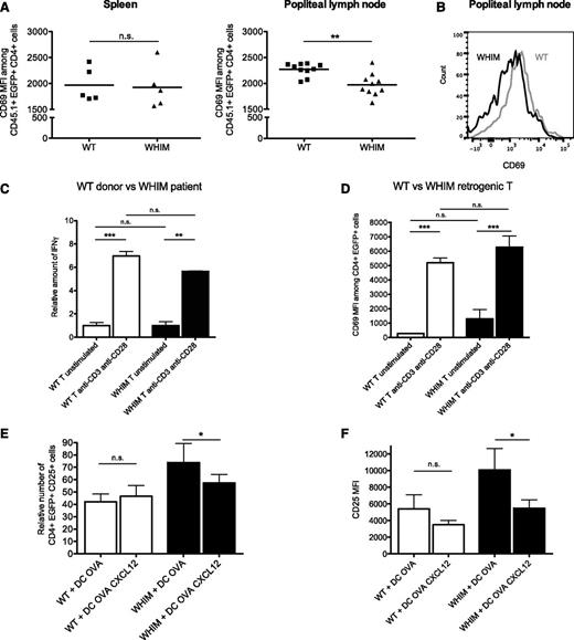 Figure 5. Aberrant responses of WHIM-CXCR4 T cells caused by reduced synapse stability. (A) WT or WHIM-CXCR4 retrogenic mice were immunized with OVA peptide in their hind footpads. Expression of early activation marker CD69 (anti-CD69 antibody mean fluorescence intensity) on retrogenic CD4+ T cells from the spleen or draining lymph nodes (popliteal) of immunized animals (n = 5) at 12 hours post immunization is shown. A normality test was performed followed by an unpaired Student t test: Popliteal, P = .0015; spleen, P = .9. (B) Representative histograms of CD69 expression by EGFP+ CD4+CD45.1+ rgWT or rgWHIM T cells in the popliteal lymph nodes of the animals analyzed. (C) Healthy donor or WHIM patient (G336X) CD4+ T cells were activated by anti-CD3– and anti-CD28–coated beads. IFNγ production was measured by ELISA at 48 hours. Normalized results are shown to enable comparison of different donors. (D) rgWT or rgWHIM T cells were activated in tissue culture plates by anti-CD3 and anti-CD28. CD69 expression was measured at 12 hours. Anti-CD69 antibody mean fluorescence intensity on CD4+EGFP+ rgWT or rgWHIM T cells is shown. **P < .01; ***P < .001 (1-way ANOVA and Tukey’s posttest). A representative experiment of 2 experiments is shown. (E) rgWT or rgWHIM T cells were placed with cognate antigen-pulsed (OVA) DC in the upper chamber of a transwell assay plate, and 25 nM CXCL12 was added or not to the lower chamber. The cells were incubated for 2 hours in the transwell plates before being transferred to serum-containing wells for 12 hours. The number of CD25+ cells among EGFP+CD4+ T cells in the pooled upper and lower chamber cells at the end of the incubation is shown in (E), normalized for differences in the transduction efficiency between the rgWT and rgWHIM donor mice. CD25 expression (anti-CD25 antibody mean fluorescence intensity) on EGFP+CD4+ T cells of the pooled upper and lower chamber cells at the end of the incubation is shown in (F). Both values are *P < .05 (repeated measures 1-way ANOVA). The experiment was performed twice, and the summary of results (mean ± SEM) is shown. It is noteworthy that, in the absence of antigen, the rgWHIM T cells displayed a higher baseline CD25 expression. n.s., not significant.