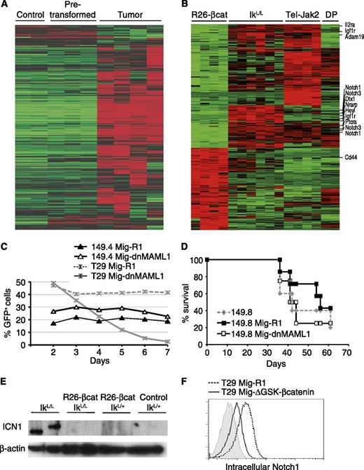 Figure 3. β-Catenin leukemias are Notch independent. (A) Transcriptome profiling of control cells (n = 2), pretransformed (n = 3) DP cells, and total R26-βcat tumor cells (n = 4). Genes under- or overexpressed in tumors were selected with a fold change of expression >3 (P < .01, Student t test) compared with pretransformed or control cells. Expression changes are color-coded: red indicates upregulation and green downregulation. (B) Transcriptome comparison of R26-βcat tumors with tumors from 2 other T-ALL mouse models and DP thymocytes. IkL/L tumors are from mice hypomorphic for Ikaros24; Tel-Jak2 tumors are from transgenic mice expressing the Tel-Jak2 fusion protein.25 Genes up- or downregulated in R26-βcat tumors compared with other T-ALL tumors were selected with a fold change of expression >2. CD44 and Notch target genes are annotated. (C) The 149.4 cell line derived from an R26-βcat tumor and the T29 cell line derived from an IkL/L T cell tumor were transduced with Mig-R1 or Mig-dnMAML1 at day 0 and cultured for 7 days. Transduced cells expressed GFP. The percentage of GFP+ cells is shown over 7 days of culture. (D) Survival curve of mice transplanted with 104 GFP+ or GFP− cells from Mig-dnMAML1- or Mig-R1-transduced cultures. The experiment was stopped 60 days after the transplantation. (E) Western blot analysis for cleaved Notch1 (ICN1) expression in IkL/L, IkL/LR26-βcat, and IkL/+R26-βcat tumors and control IkL/+ thymocytes. (F) Flow cytometry analysis of intracellular Notch1 in T29 cells transduced with Mig-R1 or Mig-ΔGSK-βcatenin. GFP+ cells were sorted at day 0 and analyzed for Notch1 expression after 8 days of culture. Experiments of panels C, D, and F are representative of 2 experiments.