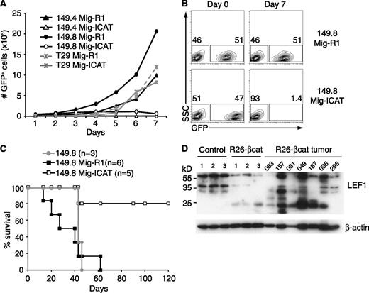 Figure 4. Wnt pathway activation is required for leukemia cell amplification. (A) The 149.4, 149.8 and T29 cell lines were transduced with Mig-R1 or Mig-ICAT. Two days later (defined as day 0), GFP+ and GFP− cells were sorted and cocultured for 7 days. Cumulative numbers of GFP+ cells are plotted over 7 days of coculture. (B) Flow cytometry analysis of 149.8 GFP+ and GFP− cells in the cocultures described in (A) are shown at days 0 and 7. (C) The survival curve of mice transplanted with 104 GFP+ or GFP− 149.8 cells from cultures transduced with Mig-R1 or Mig-ICAT. (D) Western blot analysis of LEF1 expression in total extracts from control, preleukemic, and leukemic thymocytes. All panels are representative of 2 independent experiments.