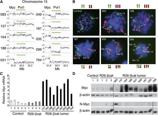 Figure 6. Myc overexpression in R26-βcat leukemic cells. (A) CGH-array profiles of the Myc locus on chromosome 15 for 10 R26-βcat tumors. The y-axis represents the log2 of the ratios of the normalized hybridization signals of leukemic/control DNA (black stars). The blue line represents the smoothed segmentation based on a Taut String method. The red line depicts status assignment (+1, 0, or −1 for gained, normal, or lost alleles, respectively; PISSCO algorithm). The position of the CGH probes is indicated on the x-axis. The locations of the Myc and Pvt1 genes are shown by green lines. (B) FISH analysis with paints specific for chromosome 14 (green) and 15 (red) on metaphase spreads from control lymphocytes and R26-βcat tumor cell lines. Representative metaphases show an amplification of chromosome 15 or chromosomes derived “Der” from the t(14;15) translocation in the cell lines from R26-βcat tumors as illustrated by the corresponding diagrams. (C) Quantitative reverse-transcription PCR analysis of Myc mRNA levels in thymocytes from control, 6-week-old R26-βcat mice and R26-βcat tumor cells. Values are shown relative to that of ubiquitin mRNA. Quantitative PCR reactions were performed in triplicate (mean ± SD). (D) Western blot analysis for Myc and N-Myc in total cell extracts from thymocytes of 2 control, 3 6-week-old R26-βcat mice and leukemic cells from 9 R26-βcat tumors.