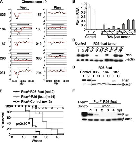 Figure 7. Pten deletion cooperates with β-catenin activation in T-cell leukemogenesis. (A) CGH-array analysis of a region of chromosome 19 from 10 R26-βcat tumors. The y-axis represents the log2 of the ratios of the normalized hybridization signals of leukemic/control DNA (black circle). The red line depicts status assignment (+1, 0, or −1 for gained, normal or lost alleles, respectively; PISSCO algorithm). The position of the CGH probes is indicated on the x-axis. The arrow indicates the location and orientation of the Pten gene. (B) Relative levels of Pten mRNA from seven R26-βcat tumors compared with control thymocytes, analyzed by quantitative reverse-transcription PCR. Values are shown relative to Hprt mRNA and represent the average of 2 independent experiments performed in triplicate (mean ± SD). (C) Western blot analysis of Pten in total cell extracts from 8 R26-βcat tumors and 2 control thymuses. (D) Western blot for Pten from 3 primary R26-βcat tumors (T) and their derived cell lines (CL) compared with control thymocytes. A vertical line has been inserted to indicate a repositioned gel lane. (E) Kaplan-Meier plot showing the survival curves of control mice, R26-βcat mice with wild type or heterozygote Pten alleles. P value was obtained from the log-rank test. (F) Western blot analysis of Pten expression in tumor cells from 4 Ptenf/+R26-βcat mice as well as splenocytes (Spl) and pretransformed thymocytes (PT) from 6-week-old Ptenf/+R26-βcat mice and control thymocytes.