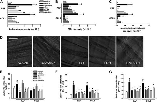 Figure 1. Effect of aprotinin, TXA, EACA, and GM-6001 on leukocyte extravasation. Extravasation of total leukocytes (A), neutrophils (B), and monocytes/macrophages (C) to the peritoneal cavity was quantified 3 hours after intraperitoneal injection of PAF or CCL3 as detailed in the “Methods” section. (D) Representative in vivo transillumination microscopy images of inflamed cremasteric postcapillary venules in animals treated with aprotinin, TXA, EACA, GM-6001, or vehicle. Leukocyte rolling (E), firm adherence (F), and transmigration (G) were quantified 3 hours after intrascrotal injection of PAF or CCL3 by in vivo transillumination microscopy, as detailed in the “Methods” section. Panels show results for PBS-treated control mice as well as for mice receiving aprotinin, TXA, EACA, GM-6001, or drug vehicle (#P < .05 vs control; *P < .05 vs vehicle for n = 4 per group).