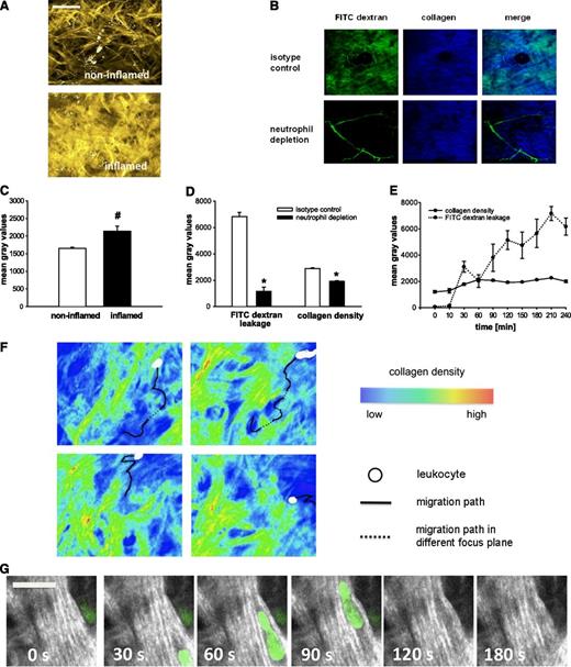 Figure 2. Interaction of neutrophils with interstitial collagen fibers. (A) Representative multiphoton in vivo microscopy images of interstitial collagen fibers (yellow) in the mouse ear 3 hours upon exposure to PBS or PAF. (B) Representative multiphoton in vivo microscopy images of FITC dextran leakage (green) and interstitial collagen fibers (blue) in the PAF-stimulated mouse ear of mice depleted from neutrophils or of control mice. Remodeling events within the interstitial tissue and FITC dextran leakage were quantified, as detailed in the “Methods” section. (C) Results for PBS-treated control mice as well as for mice stimulated with PAF (mean ± SEM for n = 3 per group; #P < .05 vs PBS). (D) Results for mice treated with a neutrophil-depleting anti-Ly6-G antibody or isotype control undergoing stimulation with PAF (mean ± SEM for n = 3 per group; *P < .05 vs isotype control). (E) Results for mice undergoing 240 minutes of stimulation with histamine (mean ± SEM for n = 3 per group). (F) Representative migration tracks (black) of neutrophils (white) within the interstitial tissue. Areas of low (blue), intermediate (yellow), and high (red) collagen density are indicated in pseudocolors (see supplemental Video 1A-D). (G) Representative serial images of an interstitially migrating neutrophil (green) encountering collagen fibers (white; also see supplemental Video 2). Scale bar = 20 μm.
