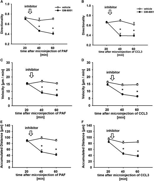 Figure 5. Effect of GM-6001 on leukocyte interstitial migration behavior. Leukocyte interstitial migration behavior was analyzed after perivenular microinjection of PAF or CCL3 as detailed in the “Methods” section. Panels show results for directionality (A, B), velocity (C, D), and accumulated distance (E, F) of interstitially migrating leukocytes in animals treated with the MMP inhibitor GM-6001 or vehicle (mean ± SEM for n = 4 per group; *P < .05 vs vehicle).