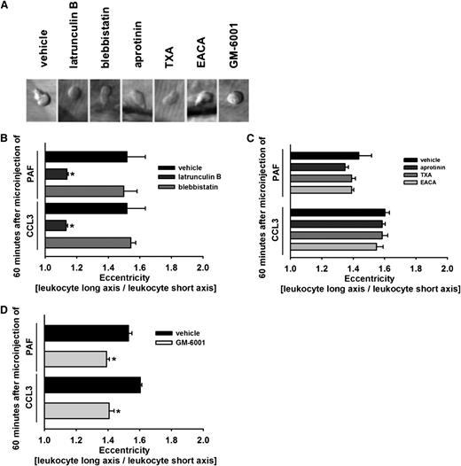 Figure 6. Effect of latrunculin B, blebbistatin, aprotinin, TXA, EACA, and GM-6001 on polarization of transmigrated leukocytes. (A) Representative in vivo transillumination microscopy images of transmigrated leukocytes in the cremasteric interstitial tissue of animals treated with latrunculin B, blebbistatin, aprotinin, TXA, EACA, GM-6001, or vehicle. As a measure of leukocyte polarization, eccentricity of transmigrated leukocytes was determined, as detailed in the “Methods” section. Panels show results for mice receiving (B) latrunculin B, blebbistatin, or drug vehicle, (C) aprotinin, TXA, EACA, or drug vehicle, and (D) GM-6001 or drug vehicle (mean ± SEM for n = 4 per group; *P < .05 vs vehicle).