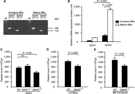 Figure 1. MKs express Sphk2 and Sphk2-deficient mice develop thrombocytopenia. (A) Expression of Sphk mRNA in MKs. Both Sphk1 and Sphk2 were detected in immature and mature MKs. M, DNA marker; +, with reverse transcriptase; –, without reverse transcriptase. Representative of 3 independent experiments. (B) Relative expression of Sphk1 or Sphk2 mRNA by fetal liver–derived mature (white) and immature MKs (black). Representative of 3 independent experiments performed in triplicate. (C) Platelet counts in peripheral blood from WT, Sphk1−/−, and Sphk2−/− mice on a Balb/c background (n = 6 for WT; n = 5 for Sphk1−/− mice; n = 7 for Sphk2−/− mice). (D) Platelet counts in peripheral blood from WT or Sphk2−/− on a C57Bl/6J background (n = 17 for WT; n = 9 for Sphk2−/− mice). (E) Platelet counts in peripheral blood from WT or Sphk2−/− BM chimeras on a C57Bl/6J background (n = 5 for WT chimeras; n = 7 for Sphk2−/− chimeras). All error bars represent standard error of the mean (SEM).