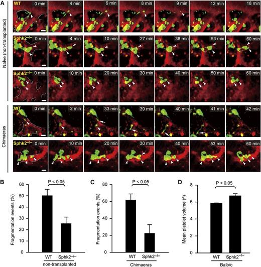 Figure 4. Sphk2 deficiency results in inefficient PP fragmentation in vivo. (A) Role for Sphk2 in PP shedding in vivo visualized by MP-IVM. WT MKs frequently shed PPs as shown in the first and fourth rows from top to bottom. Loss of Sphk2 abolishes PP shedding as shown in the second, third, and fifth rows from top to bottom. Images were captured through a ×20 water immersion objective lens with NA = 0.95 using a LaVision BioTech TriM Scope system. Arrowheads and arrows indicate the tips of PPs. Green, MKs and PP; red, sinusoids. All scale bars represent 20 µm; time in minutes. The dashed line highlights the sinusoids. (B) Percentage of PP fragmentation events observed by MP-IVM over 1 hour in WT × CD41-YFPki/+ or Sphk2−/− × CD41-YFPki/+ naïve (nontransplanted) mice. Data are pooled from 3 to 5 independent experiments from each group (n = 21-43 per group). (C) Percentage of PP fragmentation events observed by MP-IVM over 1 hour in WT × CD41-YFPki/+ or Sphk2−/− × CD41-YFPki/+ chimeras. Data are pooled from 3 to 4 independent experiments from each group (n = 21-31 per group). (D) MPV in peripheral blood from WT and Sphk2−/− mice on a Balb/c background (n = 9 for WT; n = 6 for Sphk2−/− mice). All error bars represent SEM.