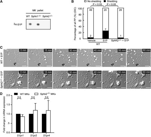 Figure 5. Extracellular S1P cannot rescue the defect of Sphk2−/− MKs in PP fragmentation. (A) Representative autoradiogram of 3H-S1P in WT, Sphk1−/−, and Sphk2−/− MKs. (B) The number of PPs with or without fragmentation observed by DIC microscopy in vitro over 1 hour in the indicated groups. Data are pooled from 7 to 10 independent experiments from each group (n = 27-51 per group). (D) DIC microscopic analysis of PP shedding in the presence of 10 µM S1P. MKs were kept on a heated microincubator to keep the temperature at 37°C in serum-free medium and monitored using a DIC microscope system equipped with a ×40 oil objective lens with NA = 0.7. Arrow, platelets released from PP stems. WT MKs (upper row); Sphk2−/− MKs (lower row). (D) Fold change of S1pr1, S1pr2, and S1pr4 mRNA by fetal liver–derived mature Sphk2−/− MKs (white) compared with mature WT MKs (black). The mRNA levels were normalized to Gapdh. Representative of 3 independent experiments performed in triplicate. All scale bars represent 20 µm; time in minutes. All error bars represent SEM.