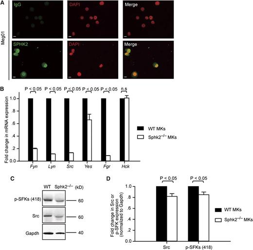 Figure 6. Sphk2 regulates SFK expression and activity in MKs. (A) Expression of SPHK2 in human megakaryocytic cell lines, Meg01. The samples were examined using a Leica microscope equipped with ×20 objective lens (NA = 0.5) and a commercial CCD camera. Images were acquired by Axiovision software. Green, SPHK2 or IgG; red, 4′,6-diamidino-2-phenylindole. Scale bar represents 10 µm. All cells examined stained positive for SPHK2. (B) Fold change of Fyn, Lyn, Src, Yes, Fgr, and Hck mRNA by BM-derived mature Sphk2−/− MKs (white) compared with mature WT MKs (black). The mRNA levels were normalized to Gapdh. Representative of 3 independent experiments performed in triplicate. (C) Western blot analysis of Src and p-SFKs in WT or Sphk2−/− MKs. Gapdh served as loading control. Representative of 5 independent experiments. (D) Fold change of Src and p-SFKs (418) levels in BM-derived mature Sphk2−/− MKs (white) compared with mature WT MKs (black). The Src and p-SFKs levels were quantified by western blot. The density of Src or p-SFKs was normalized to Gapdh. Data were pooled from 3 to 4 independent experiments. All error bars represent SEM.