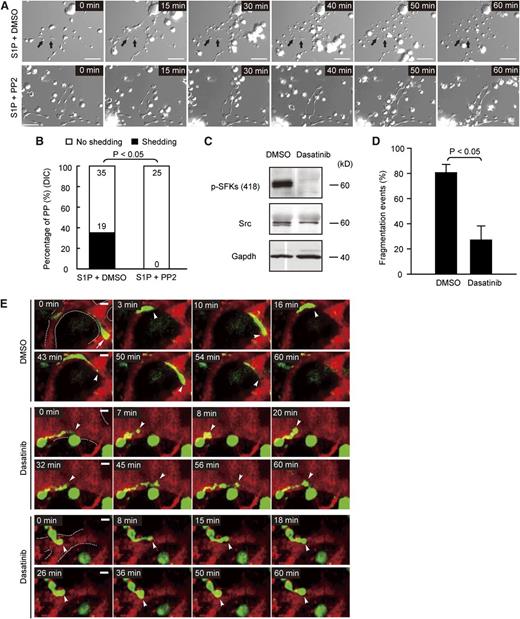 Figure 7. SFK activity is required for PP fragmentation in vivo. (A) DIC microscopy image sequences of PPs in vitro. Arrow, platelets released from PP stems. MKs were kept on a heated microincubator to keep the temperature at 37°C in serum-free medium and monitored using a DIC microscope system equipped with a ×40 oil objective lens with NA = 0.7. MKs treated with 10 µM S1P and dimethylsulfoxide (DMSO) (as vehicle for PP2) (upper row); MKs treated with 10 µM S1P and 10 µM PP2 (lower row). (B) S1P-induced PP fragmentation is dependent on SFK activity. The number of PPs with or without fragmentation observed by DIC microscopy in vitro over 1 hour in the indicated groups. Data are pooled from 5 to 7 independent experiments from each group (n = 25-54 per group). (C) Western blot analysis of Src and p-SFKs in WT MKs treated with vehicle (DMSO) or 10 µM dasatinib. Gapdh served as loading control. Representative of 3 independent experiments. (D) Percentage of PP fragmentation events observed by MP-IVM over 1 hour in the indicated groups. Data are pooled from 4 to 5 independent experiments from each group (n = 32-33 per group). (E) Role of SFKs in PP shedding in vivo visualized by MP-IVM. Dasatinib abolishes PP shedding in vivo (middle 2 and lower 2 rows). Images were captured through a ×20 water immersion objective lens with NA = 0.95 using a BioTech TriM Scope system. Arrowheads and arrows indicate the tips of PPs. Green, MKs and PP; red, sinusoids. The dashed line highlights the sinusoids. All scale bars represent 20 µm; time in minutes. All error bars represent SEM.