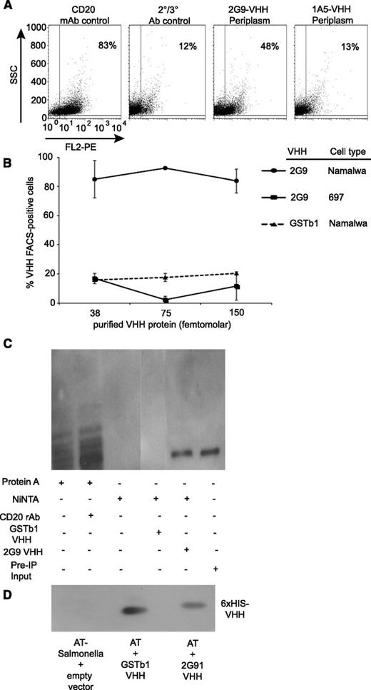 Figure 1. Characterization of an anti-CD20 camelid VHH and its expression on the Salmonella surface. (A) Fluorescence activated cell sorting dot plots of Namalwa cells stained with periplasmic lysates obtained from the indicated VHH-phage-producing E coli clones compared with a secondary/tertiary antibody negative control (Ab control) and an anti-CD20 monoclonal antibody positive control (CD20 mAb control). (B) Quantification of cell binding as determined via FACS using highly purified 2G9-6xHis-VHH or GSTb1-6xHis-VHH incubated with Namalwa CD20+ or 697 CD20− cells. (C) Immunoprecipitation of native CD20 from intact cell membranes with either anti-CD20 rabbit polyclonal antibody (positive control), GSTb1-VHH negative control, or 2G9-VHH, as compared resin-only controls (Protein-A Sepharose or nickel nitrilotriacetic acid) with a lane containing the total protein before precipitation. (D) VHH expression on AT-Salmonella outer membrane fractions detected via the 6xHis tag (2G9 or GSTb1) or not (ompA empty vector) derived from equal cfus of bacterial pellets.