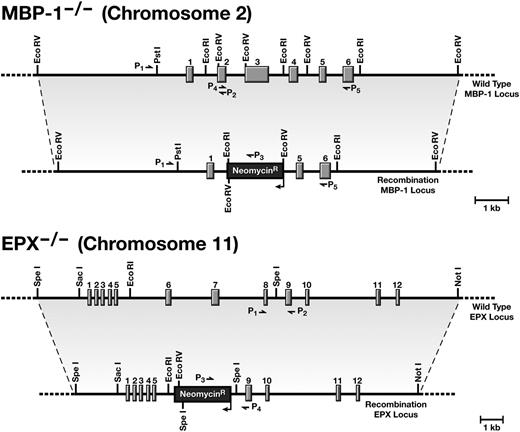 Figure 1. The targeted disruptions of the mouse eosinophil MBP-1 and EPX genes. Restriction maps of the targeting constructs and the MBP-1 and EPX loci before and after the homologous recombination events occurring in the embryonic stem cells that were used to generate the corresponding knockout strains of MBP-1−/− and EPX−/− mice, respectively. As noted, the genes encoding these abundant secondary granule proteins are located on different mouse chromosomes, facilitating the production of double knockout mice through selective breeding strategies of the single knockout strains of mice; offspring genotypes are subject to Mendelian inheritance patterns based on the genotype of the breeding dam and sire. Various polymerase chain reaction (PCR) primer combinations used to identify and confirm the genotype of individual mice are shown for each loci (P1-P5, MBP-1 and P1-P4, EPX).