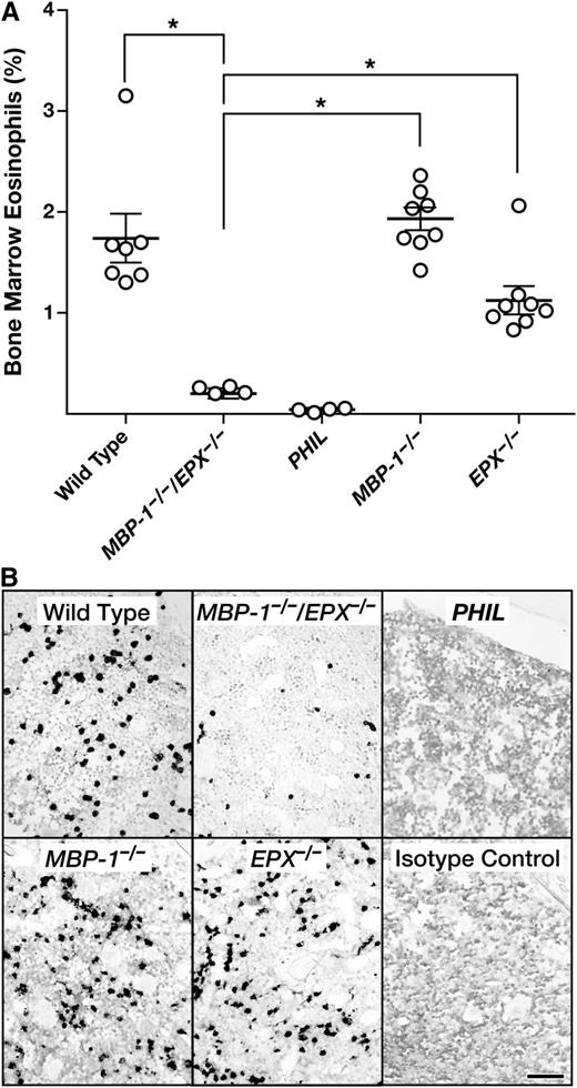Figure 4. The loss of both MBP-1 and EPX gene expression in MBP-1−/−/EPX−/− mice significantly reduces the steady-state number of eosinophils and their progenitors in the bone marrow. (A) Flow cytometric assessments of bone marrow–derived leukocytes from individual mice showed that the number of eosinophils (ie, CCR3+ and IL-5Rα+ cells) is significantly lower in MBP-1−/−/EPX−/− mice relative to either wild-type controls or MBP-1−/− or EPX−/− single knockout animals. *P < .05. (B) Immunohistochemical staining (dark-staining cells) of femur sections using a rat mAb (MT3 25.1.1) recognizing Ear-1, -2, -6/7, and -5/11 confirmed our flow cytometric data showing that the number of Ear+ eosinophils in MBP-1−/−/EPX−/− mice was significantly lower than the number of eosinophils observed in the marrow of either wild-type, MBP-1−/−, or EPX−/− mice. However, unlike the marrow of mice devoid of eosinophils and their progenitors (ie, PHIL mice), the marrow of MBP-1−/−/EPX−/− mice maintained a finite steady-state population of these eosinophil lineage-committed cells. Isotype control: rat normal serum immunoglobulin G (IgG). Scale bar = 100 µm.