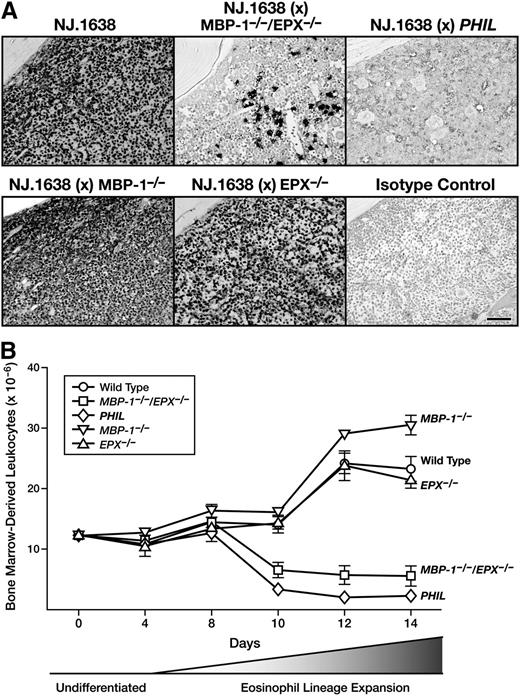 Figure 6. IL-5–dependent expansion of EoPs is blocked in the marrow of MBP-1−/−/EPX−/− mice (ie, in vivo) as well as in cell cultures of marrow (ie, ex vivo) derived from these double granule protein gene knockout animals. (A) Constitutive high-level ectopic expression of IL-5 from mature T cells is unable to rescue the significant loss of marrow eosinophil lineage-committed cells observed in MBP-1−/−/EPX−/− mice. Immunohistochemical staining (dark-staining cells) of femur sections using a rat anti-mouse Ear mAb (MT3 25.1.1) confirmed our flow cytometric data showing a unique loss of eosinophil lineage-committed cells in MBP-1−/−/EPX−/− mice. This immunohistochemical staining also revealed that, unlike the marrow of IL-5 transgenic mice devoid of eosinophils and their progenitors (ie, NJ.1638/PHIL mice), the marrow of NJ.1638/MBP-1−/−/EPX−/− mice maintained a finite steady-state population of these eosinophil lineage-committed cells. Isotype control: rat normal serum IgG. Scale bar = 100 µm. (B) Eosinophil differentiation was significantly limited in ex vivo bone marrow cultures using hematopoietic stem cells/progenitors from MBP-1−/−/EPX−/− mice. Biphasic bone marrow cultures initially expanding undifferentiated stem cells/progenitors (undifferentiated) prior to IL-5–mediated expansion of EoPs (eosinophil lineage expansion) showed that similar to observations in vivo, EoP cells in PHIL and MBP-1−/−/EPX−/− mice were unable to undergo IL-5–dependent expansion. Thus, while bone marrow cultures of wild-type and single granule protein knockout mice (ie, MBP-1−/− and EPX−/−) each displayed a significant expansion in total cell number with a resulting compositional shift to >98% eosinophils, the marrow of PHIL and MBP-1−/−/EPX−/− mice failed to undergo this expansion.