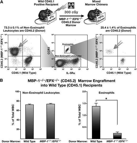 Figure 7. Partial bone marrow engraftment of wild-type recipient mice with marrow from MBP-1−/−/EPX−/− marrow donors showed that the loss of eosinophilopoiesis induced by the concomitant loss of both MBP-1 and EPX was a cell-autonomous effect. (A) Representative flow cytometric assessments of peripheral WBC populations from the resulting mixed-marrow chimeric mice are shown; they demonstrated that while non-eosinophil leukocytes displayed a 70% donor/30% recipient distribution of CD45.2/CD45.1, respectively, contributions to overall steady-state eosinophil populations in these mixed-marrow chimeric animals by donor MBP-1−/−/EPX−/− (CD45.2) eosinophils was limited. (B) Flow cytometric assessments of peripheral blood from mixed-marrow chimeras generated by γ irradiation of CD45.1+ recipient wild-type mice and subsequent adoptive transfer of either CD45.2+ wild-type or MBP-1−/−/EPX−/− donor marrow. These data showed that the non-eosinophil blood leukocytes of donor origin (% of total WBC) remained unchanged when using wild-type vs MBP-1−/−/EPX−/− donor marrow. However, the eosinophil populations of these mixed-marrow chimeras displayed a differential distribution of donor origin (>80% lower) when comparing recipient mice that had received wild-type vs MBP-1−/−/EPX−/− marrow. *P < .05.