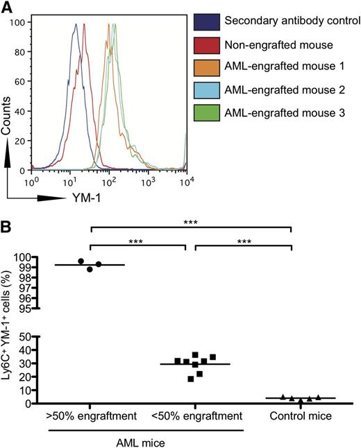 Figure 4. Monocytes from NOD-SCID mice engrafted with human AML express increased YM-1. (A) NOD-SCID mice were injected with AML cells from patients. After engraftment, bone marrow was harvested from the femurs, and the expression of YM-1 on murine monocytes (Ly6C+) was assessed by flow cytometry. (B) Increased percentage of YM-1 positive monocytes in NOD-SCID mice engrafted with human AML. NOD-SCID mice were injected with AML cells from patients. After engraftment, bone marrow was harvested from the femurs, and the percentage of YM-1+ Ly6C+ murine monocytes was assessed by flow cytometry (***P = .0001).