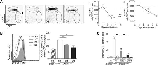 Figure 3. CP treatment reduced the CX3CR1-dependent adherence of marrow monocytes. (A) Dot plots represent Ly6C and GFP expression gated on CD11b+Ly6G− cells on both bone marrow monocyte subsets at different time points after CP treatment of CX3CR1gfp/+ mice. Mean GFP MFI ± SD is indicated (n = 5-10 mice per time point out of 3 independent experiments; a 1-way ANOVA with Bonferroni comparison post-test was performed). (B) Representative histogram plot overlay of CX3CL1–Alexa 647 expression gated on bone marrow GFP+ cells in each indicated conditions. GFPhigh-expressing cells corresponding to Ly6Clow monocytes have been excluded from the gating. Graph represents mean ± SEM of the CX3CL1–Alexa 647 MFI in each condition (n = 5-9 different mice out of 4 independent experiments; 1-way ANOVA with Bonferroni comparison post-test was performed). (C) Graph represents mean ± SEM of the percentage of adherent GFP+ bone marrow cells on CX3CL1-coated wells from CP-treated or untreated CX3CR1gfp/+ and CX3CR1gfp/gfp mice. To evaluate adherence specificity to coated CX3CL1, cells have been previously incubated or not with soluble CX3CL1. GFP+ adherent cells on uncoated wells have been subtracted for each condition. Data are collected from triplicate out of 2 independent experiments; a 1-way ANOVA with Bonferroni comparison post-test was performed. D, day; KO, knockout; ND, not determined; NT, not treated.