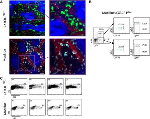 Figure 4. Comparative imaging of CX3CR1gfp/+ and MacBlue mice. (A) Representative 2-photon laser scanning microscopy (TPLSM) images of mouse skull bone tissues from CX3CR1gfp/+ and MacBlue mice. GFP+ cells appear in green, CFP+ cells appear in cyan, and the microvasculature was visualized using rhodamine-dextran (red). The bone matrix is visualized by second harmonic generation (SHG; blue). (B) Representative dot plots of GFP and CFP coexpression and CD11b, Ly6C, and Ly6G expression gated on the indicated populations from MacBlue-CX3CR1gfp/+ mouse (mean percentage ± SD from n = 6 different mice pooled from 2 independent experiments are indicated). (C) Impact of CP treatment on GFP and CFP expression on skull bone marrow total cell from CX3CR1gfp/+ and MacBlue mice.