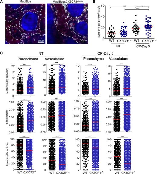Figure 6. CX3CR1 reduced monocytes motility in the bone marrow. (A) TPLSM images of CFP+ cells (cyan) in blood vessels (red) of skull bone tissue 5 days after CP treatment of MacBlue (left) and MacBluexCX3CR1gfp/gfp mice (right). Dashed lines indicate the vasculature areas and the bone matrix is in blue (SHG). (B) Quantification from the 3-dimensional videos of CFP+ cell numbers normalized to the vasculature volume (red bar represents the mean of different vasculature areas; a 1-way ANOVA with Bonferroni comparison post-test was performed). (C) Summary of CFP+ cell velocity, track straightness, and arrest coefficient in bone marrow parenchyma and vasculature of untreated and CP-treated MacBlue (WT, black) and MacBluexCX3CR1gfp/gfp (CX3CR1−/−, blue) mice. Red bars represent median (data points represent individual cells compiled from at least 3 different experiments; a Mann-Whitney sum test was performed). D, day; NT, not treated.