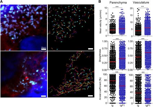 Figure 7. CX3CR1 blockade changed monocyte behavior in the marrow. (A) TPLSM images of CFP+ cells (cyan) in blood vessels (red) of skull bone tissue 5 days after CP treatment of MacBlue mice and 2 days after in vivo transfection of an Ig-encoding plasmid (top) or IgF1-encoding plasmid (bottom). Associated track paths of cells are represented by colored lines (right panels). (B) Summary of CFP+ cell velocity, track straightness, and arrest coefficient after in vivo transfection with Ig-encoding plasmid (black round) or IgF1-encoding plasmid (blue round) in both parenchyma (left) and vasculature (right). Red bars represent medians (data points represent individual cells compiled from a minimum of 3 different experiments; a Mann-Whitney sum test was performed).