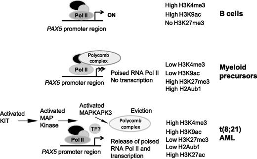 Figure 7. Signaling-mediated abrogation of polycomb silencing activates PAX5 expression in t(8;21) AML. In B cells, the PAX5 promoter is active and robust transcription occurs. In myeloid precursors, the gene is not expressed, but is poised for transcription and repressed by polycomb-repressive complexes. In t(8;21) AML, this polycomb repression is relieved via activated MAP kinase signaling, potentially cooperating with so far uncharacterized transcription factors (TF). This leads to the chronic activation of MAPKAPK3, which in turn leads to the dissociation of polycomb complexes from the PAX5 promoter region, effective transcriptional elongation, and aberrant expression of PAX5.