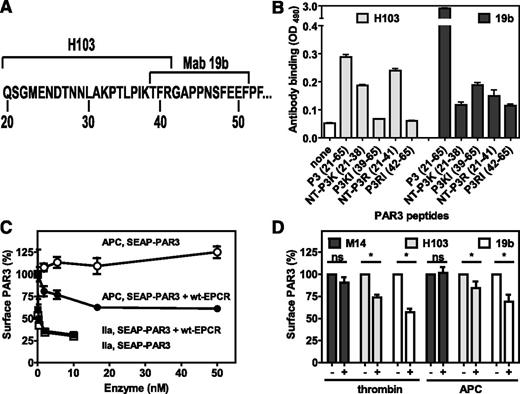 Figure 4. Cleavage of PAR3 by APC and thrombin on endothelial cells. (A) Schematic representation of the PAR3 cleavage site sequence with the epitopes for the cleavage sensitive PAR3 antibodies H103 and Mab19b as indicated. (B) Peptide mapping of the cleavage site-sensitive epitopes of anti-PAR3 antibodies H103 and Mab19b. Peptides represent the N-terminal (NT-P3K) or C-terminal fragment (P3K) of PAR3 after cleavage at Lys38 or the N-terminal (NT-P3R) or C-terminal fragment (P3R) of PAR3 after cleavage at Arg41 or the entire cleavage site region of the PAR3 N-terminal tail (P3). (C) On Cell Western of anti-PAR3 antibody H103 on SEAP-PAR3 (open symbols) and SEAP-PAR3/wt-EPCR (closed symbols) HEK293 cells after incubation with APC (●, ○) or thrombin (IIa) (■, □) for 2 hours. (D) EA.hy926 endothelial cells after incubation with control buffer, APC (100 nM), or thrombin (0.25 nM) for 3 hours. The minus and plus refer to the presence or absence of thrombin and APC, respectively. Cell bound anti-PAR3 antibodies were detected using the On Cell Western assays with PAR3 cleavage site sensitive H103 and Mab19b antibodies and the cleavage-insensitive antibody M14 directed against the PAR3 extracellular loop 3. (B) Representative experiment in triplicates. (C-D) Data points represent the mean ± SEM (n ≥ 3). ns, not significant.
