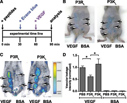 Figure 6. TR47 decreases capillary vascular VEGF-induced permeability in the skin. VEGF-induced extravasation of Evans blue in the skin was determined in immune competent SKH1-E mice. (A) The experimental time line for the in vivo VEGF-induced vascular leakage model and administration of peptides. (B) Photographs for Evans blue extravasation in the skin of 2 representative mice that received the P3RL (left) or P3KL (right) peptide after subcutaneous injection with VEGF (3 left arrows) or with bovine serum albumin (BSA) control (2 right arrows). (C) Pseudo-colored heat map display of Evans blue extravasation quantified by the Odyssey near infrared imager at 700 nm. P3RL- (left) or P3KL- (right) treated mice were injected subcutaneously with VEGF (3 left arrows) or with BSA control (2 right arrows). (D) Quantification of in vivo VEGF-induced vascular leakage for mice treated with phosphate-buffered saline (PBS) control, P3RL (125 μg), or P3KL (125 μg) peptide. Data are also shown for BSA-treated control mice that received PBS, P3RL, or P3KL but no VEGF. (B-C) Representative experiments. (D) Data points represent the mean ± SEM (n ≥ 8). Asterisk denotes a statistically significant difference (P < .05).