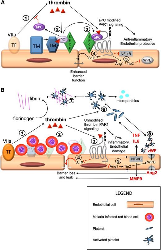 Figure 5. Sequestration-induced loss of protein C receptors links coagulation, inflammation, and endothelial permeability. PAR1 activation by thrombin acts as a molecular switch, inhibiting or promoting inflammation and leakage, depending on whether there is a modifying signal from the protein C pathway. Thrombin is produced by the interaction between circulating activated factor VII (VIIa) in the plasma and tissue factor on monocytes and from endothelial tissue factor induced by IE (step 1 in both A and B). (A) Thrombin/PAR1 signaling when the protein C system is intact; 2) thrombin initiates the TM/EPCR-facilitated activation of protein C, which inhibits thrombin production upstream; 3) aPC modifies the effect of PAR1 through EPCR; 4) aPC/EPCR-modified PAR1 signaling decreases endothelial permeability via S1P1 signaling (not shown) and production of S1P, which leads to enhancement of tight junctions; 5) in the presence of EPCR has pleotropic antiinflammatory and endothelial protective properties, including downregulation of Nuclear Factor κ-B (NFKB) and increased Angiopoetin-1 (Ang1) production. Ang1 decreases Weibel Palade body (WPB) exocytosis by occupancy of Tie2. (B) Thrombin/PAR1 signaling in a vessel with high level of sequestered malaria-IEs when there is complete loss of protein C receptors, such as in microvessels in the brain, and therefore no modification of PAR1 signaling. 2) IE sequestration is associated with loss of TM and EPCR; protein C is therefore not activated; 3) thrombin signals through PAR1 without modification by EPCR signaling; 4) unmodified PAR1 signaling inhibits S1P release with resultant loss of tight junctions, loss of endothelial barrier function, and localized vascular leak; and 5) thrombin signaling in the absence of modification by aPC/EPCR has strong proinflammatory effects, including upregulation of NFKB with increased tumor necrosis factor (TNF) and interleukin (IL)-6 production and reduction of Ang1 production, leading to increased Weibel Palade body (WPB) exocytosis with production of Von Willebrand Factor (vWF) and Ang2. Ang2 further increases WPB exocytosis by occupancy of Tie2 and also contributes to loss of endothelial barrier integrity and leak. 6) Thrombin and inflammatory cytokines cause activation of platelets, leading to the production of platelet microparticles. 7) In the absence of inhibition from aPC, thrombin triggers the production of fibrin from fibrinogen and fibrin and activated platelets coalesce to form thrombi. 8) Activated platelets adhere to vWF strings. Both thrombi and these platelet-vWF complexes impair cerebral circulation. Solid black arrows indicate stimulation of a pathway and dotted red lines indicate inhibition.