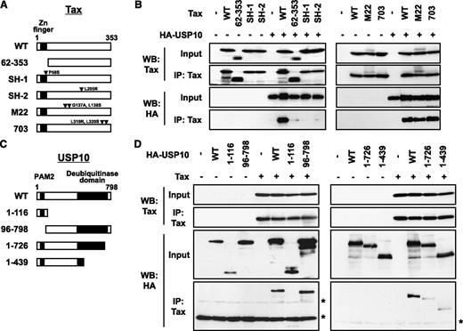 Figure 2. The domains of Tax and USP10 are required for the interaction. (A) A schematic representation of Tax and its mutants used in this study. (B) Cell lysates were prepared from 293T cells transfected with the HA-USP10 plasmid together with Tax mutant plasmids, and then were immunoprecipitated with anti-Tax. The total lysates (input) and immunoprecipitates (IP) were characterized using a western blot analysis with anti-Tax and anti-HA antibodies. (C) A schematic representation of USP10 and its mutants used in this study. PAM2 (PABP-interacting motif 2) mediates the interaction with PABP.21 (D) 293T cells were transfected with plasmids encoding HA-tagged USP10 (HA-WT) or its mutants (HA-1-116, HA-96-798, HA-1-726, or HA-1-439), as described in (C), together with Tax plasmids. Cell lysates prepared from 293T cells were then immunoprecipitated with anti-Tax antibodies. The input and immunoprecipitates were characterized using a western blot analysis with anti-Tax and anti-HA antibodies. The asterisks indicate nonspecific bands.