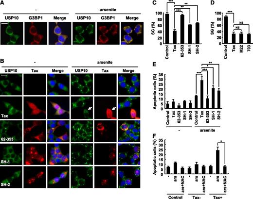 Figure 3. Tax inhibits SG formation and augments arsenite-induced apoptosis. (A) 293T cells were treated with 0.5 mM of sodium arsenite for 60 minutes and then were stained with anti-USP10 antibodies (green), anti-G3BP1 antibodies (red), and Hoechst33258 (blue). The bar indicates 20 μm. (B) 293T cells were transfected with the indicated plasmids (Tax, Tax62-353, TaxSH-1, or TaxSH-2). The transfected cells were treated with 0.5 mM of sodium arsenite for 60 minutes and then were stained with anti-USP10 antibodies (green), anti-Tax (red) antibodies, and Hoechst33258 (blue). The arrow indicates a cell that exhibits reduced SG formation. The bar indicates 20 μm. (C,D) The SG (%) in Tax-positive cells and control cells is presented. (E) The number of cells containing condensed nuclei among the Tax-positive cells was counted. (F) 293T cells were transfected with Tax plasmids and then were incubated with or without 5 mM of NAC, treated with 0.5 mM of sodium arsenite, and stained with anti-Tax antibodies and Hoechst33258. The numbers of cells containing condensed nuclei among the Tax-positive cells and the control cells were counted. In all experiments, the values denote mean ± SD; *P < .05; **P < .01; ***P < .001; NS indicates not statistically significant.