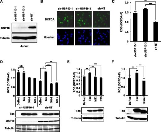Figure 4. Tax stimulates ROS production in part through an interaction with USP10. (A) Jurkat cells were infected with lentiviruses encoding human USP10 shRNA (sh-USP10-1 or sh-USP10-3) or control nontargeting shRNA (sh-NT), and the cells were then cultured in the presence of puromycin. Cell lysates prepared from the selected cells were characterized using a western blot analysis with anti-USP10 and anti-α-tubulin antibodies. (B) USP10-knockdown Jurkat cells and control cells were stained with 5 μM of CM-H2DCFDA (green) and Hoechst33258 (blue) for 5 minutes at 37°C. Staining of the cells was visualized using a fluorescence microscope. The bar indicates 10 μm. (C) The ROS levels (DCFDA-F) in cells treated as in (B) were quantitatively measured using a cell imaging software program. (D-F) USP10-knockdown (sh-USP10-1) Jurkat cells and control (sh-NT) (D) or Jurkat cells (E,F) were infected with the indicated Tax lentiviruses. The infected cells were assessed for ROS production (DCFDA-F) using 5 μM of CM-H2DCFDA. Aliquots of the above-treated cells were subjected to a western blot analysis using anti-Tax, anti-USP10, and anti-α-tubulin antibodies. In all experiments, the values denote the mean ± SD; *P < .05; **P < .01; ***P < .001; NS indicates not statistically significant.