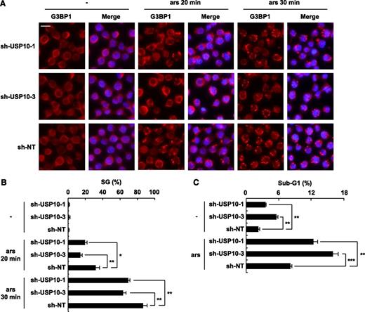 Figure 5. USP10 in T cells controls the SG-forming activity and sensitivity to arsenite-induced apoptosis. (A) USP10-knockdown Jurkat cells and control cells were treated with 0.25 mM of sodium arsenite for 0, 20, and 30 minutes and then were stained with anti-G3BP1 antibodies (red) and Hoechst33258 (blue). The bars indicate 10 μm. (B) The SG (%) is presented. (C) USP10-knockdown Jurkat cells and control cells were treated with 5 μM of sodium arsenite for 48 hours and then were stained with propidium iodide (PI). The proportion of the sub-G1 fraction was measured using flow cytometry. In all experiments, the values denote the mean ± SD; *P < .05; **P < .01; ***P < .001.