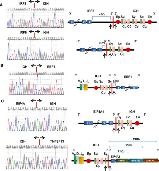 Figure 1. Diagrammatic representation of the novel IGH rearrangements identified with the capture/sequencing methodology. (A) IGH-IRF8 fusions were found in two DLCBL biopsies: the breakpoints on chromosome 16q24 mapped on a ∼40-kb range centromeric to the IRF8 locus, which is then translocated to the derivative chromosome 14. At the IGH locus, the breakpoints were located in the switch μ or γ regions, placing IRF8 under the control of the Eμ or Eα enhancers, respectively. (B) In the IGH-EBF1 rearrangement, the breakpoint on chromosome 5q34 mapped ∼1 kb telomeric to the EBF1 gene (transcribed from the telomere to the centromere) and was juxtaposed by a large segment of the IGH locus containing the Eμ enhancer. (C) In another DLBCL, a fusion was identified between the IGH locus and the intron 1-2 of the EIF4A1 gene, on chromosome 17p13. Three other genes, including the B-cell relevant TNFSF13 (APRIL), map immediately telomeric to the breakpoint and could also be influenced by the IGH regulatory elements; both derivative chromosomes are shown. PCR and Sanger sequencing in this case also suggested that this translocation is associated with an inversion within either chromosome 17p13 or 14q32. In each panel, the breakpoints are indicated by arrows, the genes and regulatory elements within the IGH locus are labeled, and the partner genes’ exons are numbered. Sequencing traces for each of the highlighted fusions are also shown.