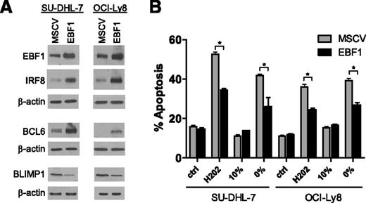 Figure 3. EBF1 role in lymphomagenesis. (A) Ectopic expression of EBF1 in 2 independent DLBCL cell lines induced IRF8 and BCL6 expression while decreasing PRMD1 levels. (B) DLBCL cells ectopically expressing EBF1 became significantly resistant to apoptosis induced by H2O2 and serum deprivation (*P < .01, Student t test); ctrl (control) and 10% indicate the basal apoptosis rate in cells exposed to vehicle or grown in media supplemented with 10% fetal bovine serum, respectively. Bars labeled 0% correspond to cells grown in serum-deprived conditions The H2O2 data were collected at 24 hours and the starvation data at 48 hours; these results were confirmed in 3 independent biological replicates, and the data displayed represent the mean and standard deviation of a biological replicate.