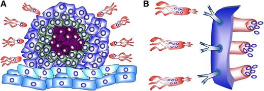 Schematic illustration of the new strategy to fight cancer using engineered Trojan-horse bacteria. (A) Illustration of the migration of cargo-carrying tumor-tropic bacteria toward a tumor. The outer cells (dark blue) are proliferating cells. The green cells represent dormant cancer stem cells (CSCs). Note that in real tumors the fraction of this subpopulation of cells is very low, and they can be widely scattered. The red cells are necrotic cells, and the light blue cells are stromal cells (see Ben-Jacob et al4 for more details). (B) Illustration of cargo-carrying Trojan-horse bacteria engineered to express antibodies targeting the tumor-specific antigens. This recognition enables the bacteria to enter the cells and inject the antitumor cargo.1