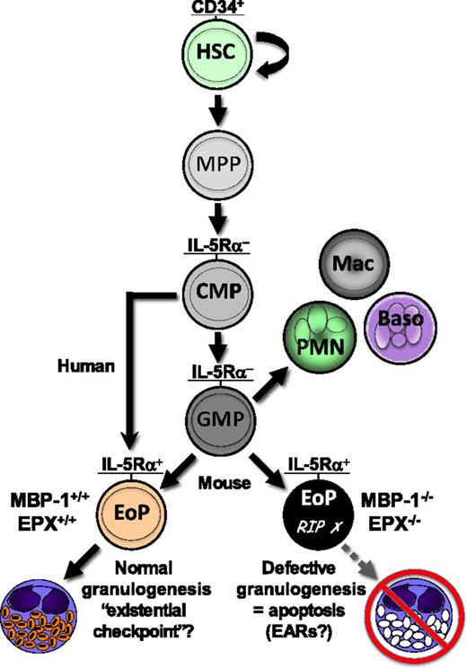Schematic of normal hematopoietic development of the eosinophil granulocyte and impact of knocking out genes encoding the two most abundant eosinophil secondary granule proteins. EoPs, defined by expression of a high-affinity receptor for IL-5 (IL-5Rα), develop from common myeloid progenitors (CMPs) in humans and from GMPs in the mouse. Double deletion (knockout) of the murine genes encoding eosinophil granule MBP-1 and EPX (MBP-1−/−/EPX−/−) leads to impaired development of eosinophil secondary granules (defective granulogenesis) in EoPs, inducing programmed cell death (apoptosis) and a consequent profound eosinophil deficiency in these mice. The results of the study by Doyle et al1 suggest that normal granulogenesis may be a novel checkpoint for successful eosinophil differentiation, such that defective granulogenesis leads to impaired survival (apoptosis) of developing eosinophils, or that loss of expression of MBP-1 and EPX disrupts lineage-instructive gene regulatory mechanisms affecting continued EoP self-renewal and/or survival. Baso, basophil; EARs, eosinophil-associated ribonucleases; HSC, hematopoietic stem cell; Mac, monocyte/macrophage; MPP, multi-potential progenitor; PMN, polymorphonuclear neutrophil; RIP, rest in peace.