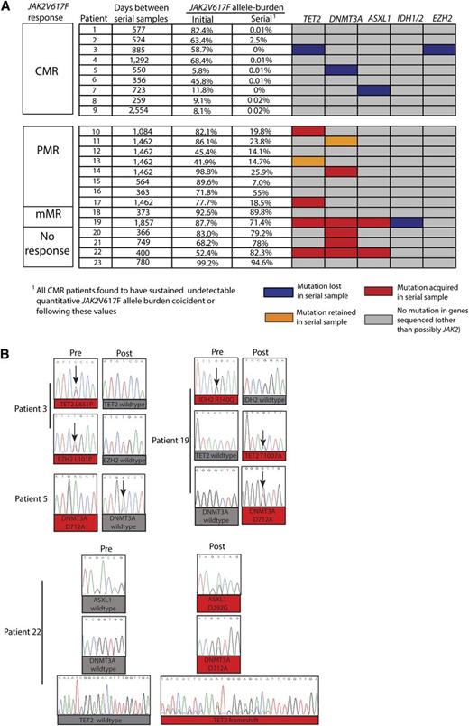 Figure 2. Serial mutational analysis of genes outside of JAK2 during therapy with PEG-IFN-α-2a in patients with PV and ET. Graphical representation of serial mutational analysis in patients based on JAK2V617F allele burden response. (A) Somatic mutations in granulocyte DNA that were acquired (red boxes), retained (orange boxes), or lost (purple boxes) in follow-up samples compared with pretreatment samples. Also displayed are the JAK2V617F mutant allele burden values (determined by JAK2V617F ASP) in peripheral blood granulocyte DNA at the time in which extended mutational profiling was performed. (B) Sanger sequencing electropherograms displaying acquisition and/or loss of mutations from individual patients during the course of PEG-IFN-α-2a therapy.