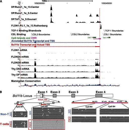 Figure 1. Identification of transcription start site and a differentially methylated region in the 5′-flanking area of Bcl11b. (A) RNA-seq on early T cells identified the actual TSS (red) of Bcl11b transcripts, which is about 640 bp upstream of the annotated one (blue). RNA-seq data from ref. 9, transcription factor binding sites from refs. 3, 9, 24-26. (B) The DNA methylation of three CpG islands on the Bcl11b locus was measured by bisulfite-DNA sequencing. IS1, CpG island 1. IS2, CpG island 2. IS3 and IS4, 2 representative regions on CpG island 4. Because of technical issues, the methylation of an additional CpG island in intron 2 was not analyzed. The closed dots represent methylated CpG sites, and the open dots represented unmethylated sites. The positions of the CpG islands are relative to the annotated TSS of Bcl11b.