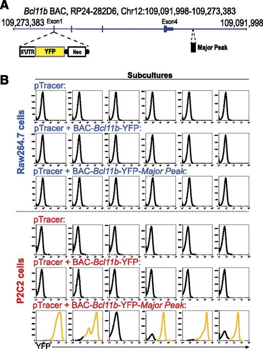 Figure 7. Stable Transfections of a BAC reporter construct containing Bcl11b and Major Peak confirm the T-cell specific enhancer activity of Major Peak in a chromatin context. (A) Generation of BAC-Bcl11b-YFP-MP construct. A YFP cassette replaced the Exon 1 of Bcl11b. Major Peak was cloned into the BAC at 9.8-kb downstream of 3′UTR of Bcl11b. (B) Stable transfections of the BAC constructs into P2C2 and Raw264.7 cells: histograms of YFP fluorescence in individual subcultures after selection are shown. Results are representative of two independent experiments.