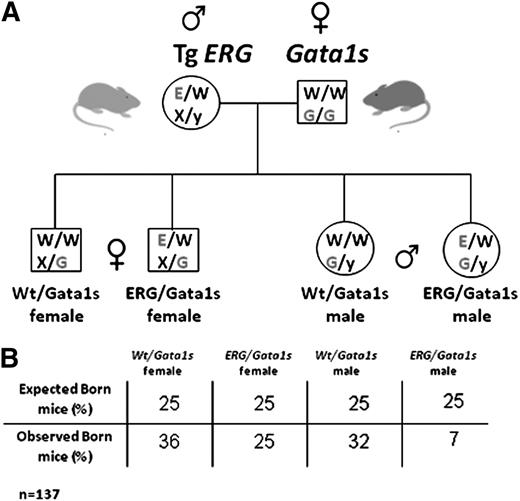 Figure 1. Generation of ERG/Gata1s mice. (A) TgERG males were mated with Gata1s knock-in homozygous females to generate animals that express the hERG transgene and the short isoform of GATA1, GATA1s. As GATA1 is located on the X chromosome; male offspring from this cross are all hemizygous and females are all heterozygous for GATA1s. Half of the animals carry the ERG transgene. (B) A table representing the observed vs the expected born mice from the different genotypes. Statistical significance was tested using the Fisher exact test (P < .01 for ERG/Gata1s males and P = .09 for ERG/Gata1s females; n(total) = 137) and the χ2 test (P = .0047).