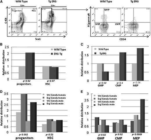 Figure 2. Expansion of MEPs in TgERG embryo FLs is enhanced by Gata1s. (A) Representative flow cytometric analysis showing immunostaining of lineage-negative (Lin−) cells. HSCs are c-Kit+ and Sca1+ and HPCs are c-Kit+ and Sca−. HPCs were subclassified into GMPs (FcγR+ and CD34+), CMPs (FcγR− and CD34+), and MEPs (FcγR− and CD34−), respectively. (B) Relative progenitor and stem cell populations in wild-type and TgERG E14.5 FLs. (C) Distribution of myeloid progenitors in wild-type and TgERG E14.5 FLs. (D) Relative progenitor and stem cell populations in Wt/Gata1s and ERG/Gata1s E14.5 FLs. (E) Distribution of myeloid progenitors in Wt/Gata1s and ERG/Gata1s E14.5 FLs. The bar graphs represent the average of at least 3 independent experiments with n >10 embryos for each genotype. Statistical significant differences (t test for pairs and ANOVA for groups) are detailed in the figure. ANOVA, analysis of variance.