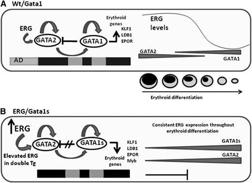 Figure 7. Schematic representation of the main events leading to impaired fetal erythropoiesis. (A) Gata2 which is expressed in erythroid progenitors, positively regulates Gata1 and its own expression.39 Gata1 also positively regulates its own expression but represses Gata2. Progression in erythroid differentiation becomes possible due to the Gata1/Gata2 switch on the promoter of erythroid genes resulting in their activation. Gata2 repression is an essential step in erythroid differentiation and is executed by several factors including Gata1 and the decline in ERG expression. (B) In the ERG/Gata1s mice, several factors block erythroid differentiation. In the absence of the N-terminal domain of Gata1, Gata1s fails to repress Gata2, erythroid genes are not activated, and differentiation is blocked. Furthermore, the Gata2 repressor Myb is downregulated by ERG and Gata1s. Because Myb functions as a Gata2 repressor, decreased Myb levels result in an increase in Gata2 expression. In the ERG transgenic model, the ERG expression level fails to decline with erythroid differentiation, thus further maintaining Gata2 expression and preventing erythroid cells to fully differentiate to erythrocytes.