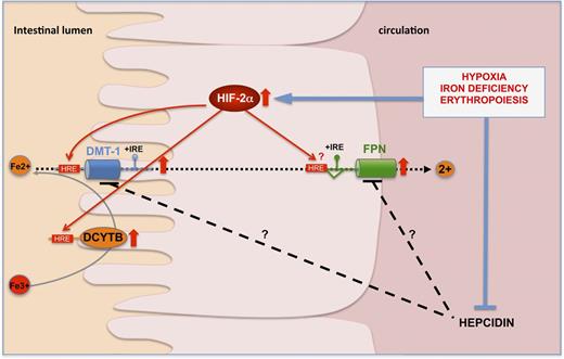Figure 1. HIF-2 transcriptionally regulates the expression of key genes involved in iron transport. Under conditions of iron deficiency, hypoxia, or increased erythropoietic drive, HIF-2 is stabilized in the duodenal enterocyte and transcriptionally upregulates the expression of DMT1 + iron responsive element (IRE), DCYTB, and FPN. This leads to increased expression of DMT1 and DCYTB at the apical brush border membrane and FPN at the basal membrane.29,52,53,58 The direct binding of HIF-2 to consensus HRE elements in the regulatory regions of the promoters has been shown for DCYTB and DMT1. At the systemic level, hepatic hepcidin is repressed, preventing its inhibitory action on duodenal iron absorption.
