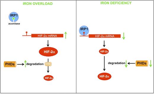 Figure 2. Schematic of HIF-2 regulation in response to cellular iron deficiency and overload in duodenal enterocytes. When cytosolic iron levels are elevated, IRP1 incorporates an iron-sulfur cluster, which interferes with the ability of IRP1 to bind IRE. This promotes translation of HIF-2 mRNA but also increases the degradation of HIF-2 mediated by the PHDs. When cytosolic iron levels are low, IRP1 binds to IRE in the 5′-UTR of HIF-2 mRNA, blocking HIF-2 translation. However, decreased activity of PHDs prevents the degradation of HIF-2 by the proteasome.